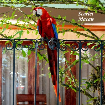 Scarlet Macaw